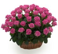 Корзина из 71 розы